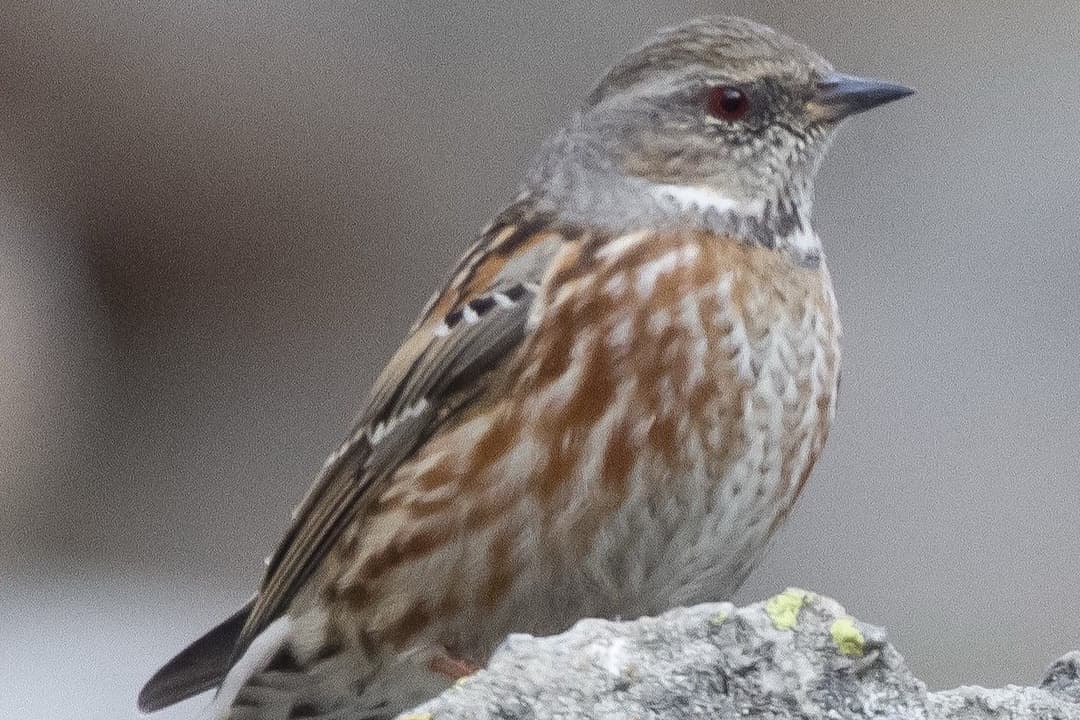 Altai Accentor.jpg