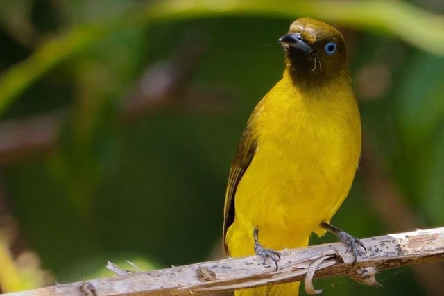 Andaman Bulbul.jpg