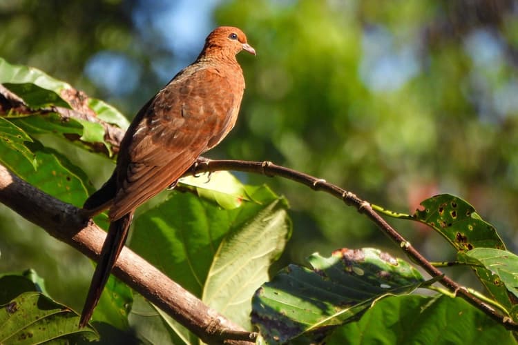 Andaman Cuckoo-Dove.jpg