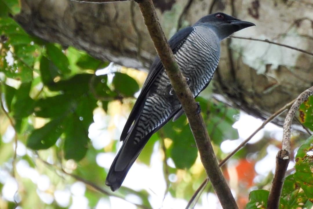 Andaman Cuckooshrike.jpg