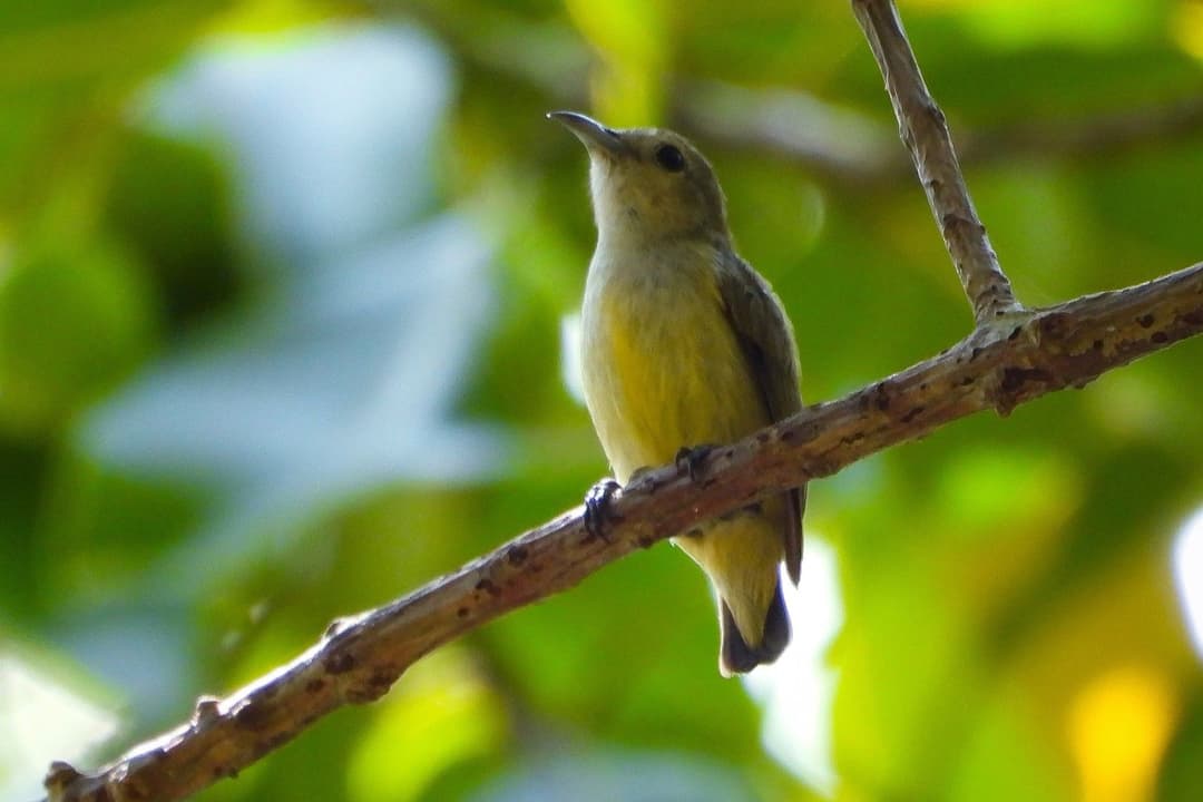 Andaman Flowerpecker.jpg