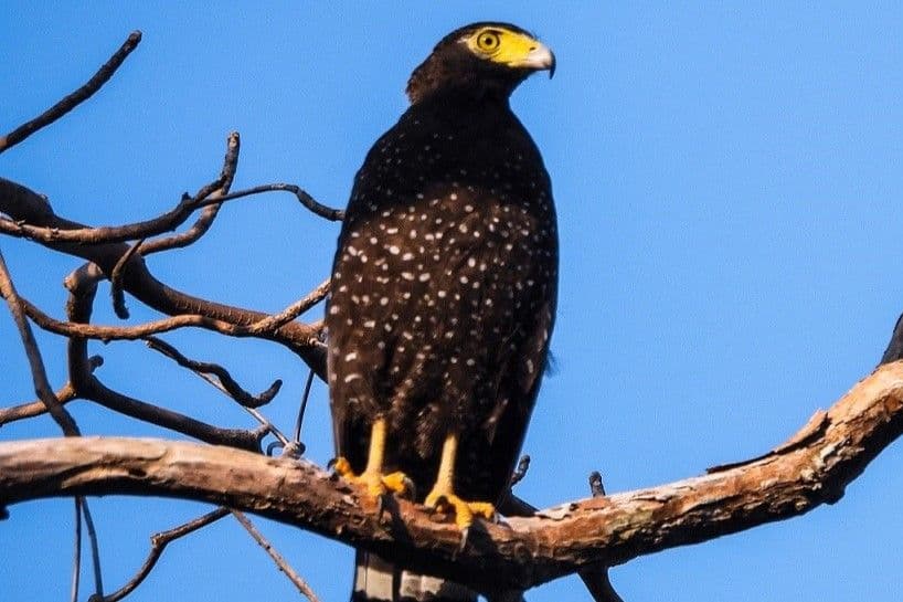 Andaman Serpent-Eagle.jpg