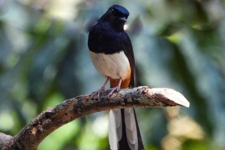 Andaman Shama.jpg