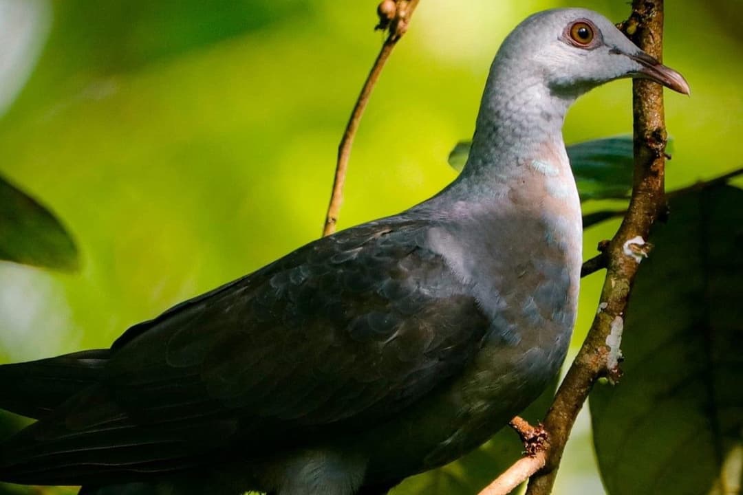 Andaman Wood-Pigeon.jpg