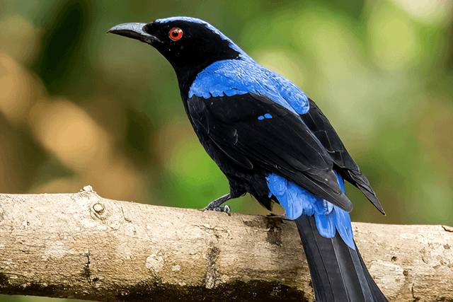 Asian Fairy-bluebird.png