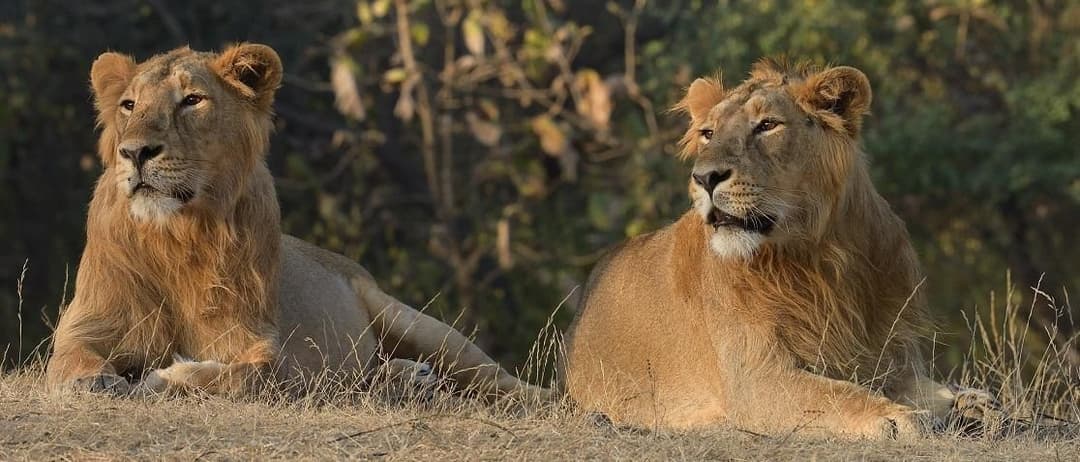 Asiatic Lion.jpg