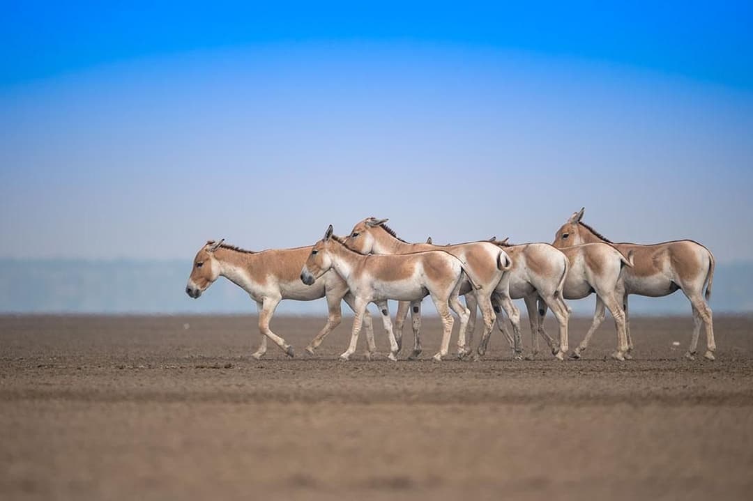 Asiatic Wild Ass.jpg