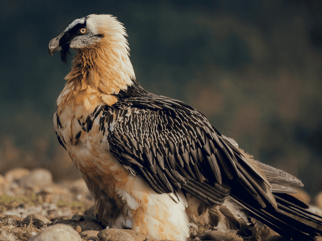 Bearded Vulture 01.png