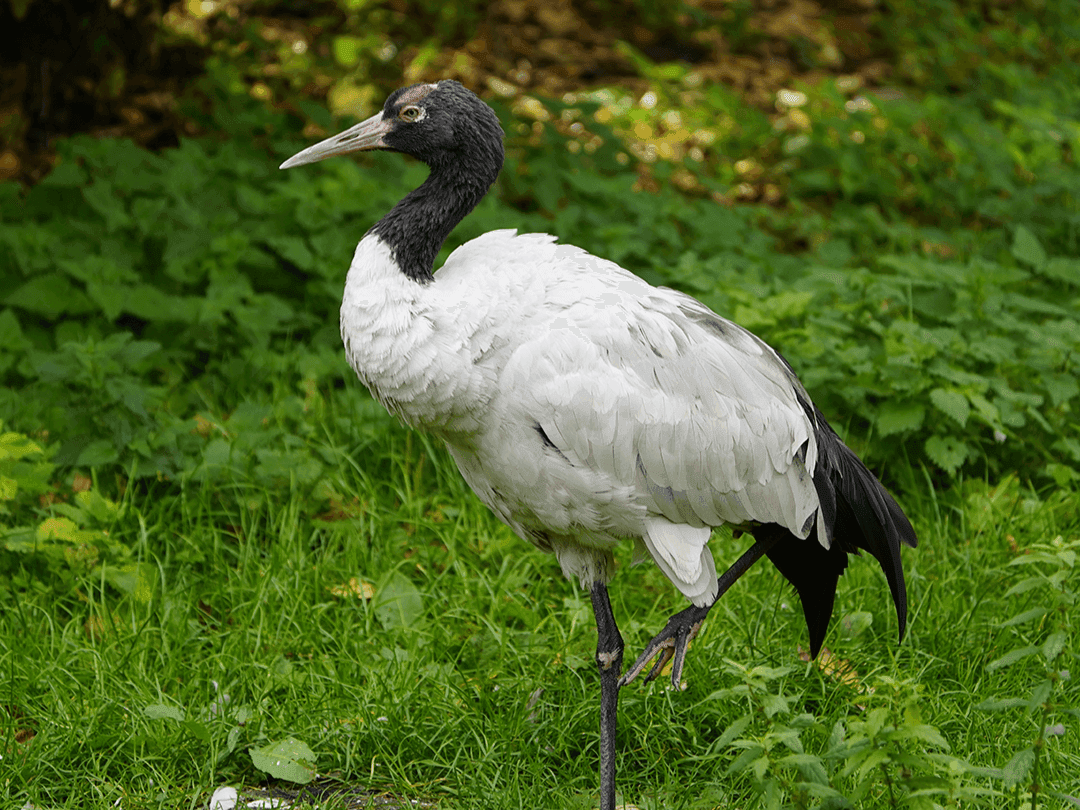 Black-necked Crane 01.png