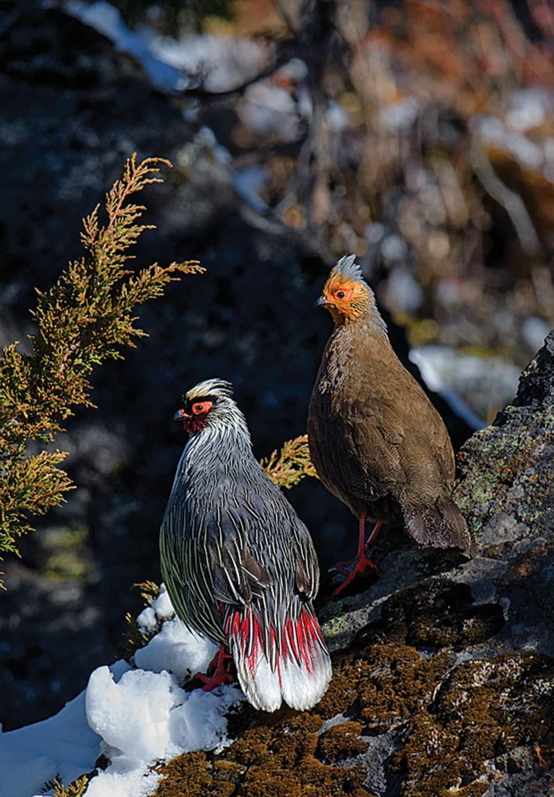 Blood Pheasant.jpg