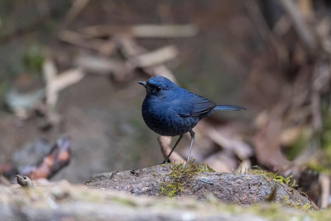 Blue-fronted Robin.jpg