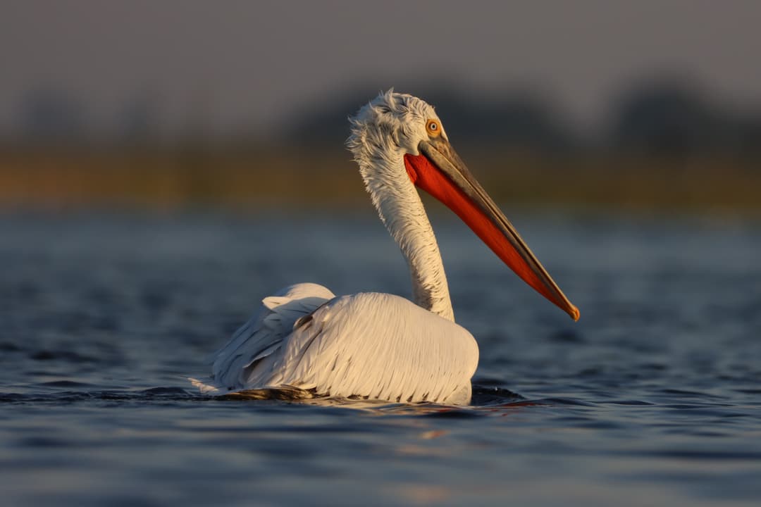 Dalmatian Pelican.JPG