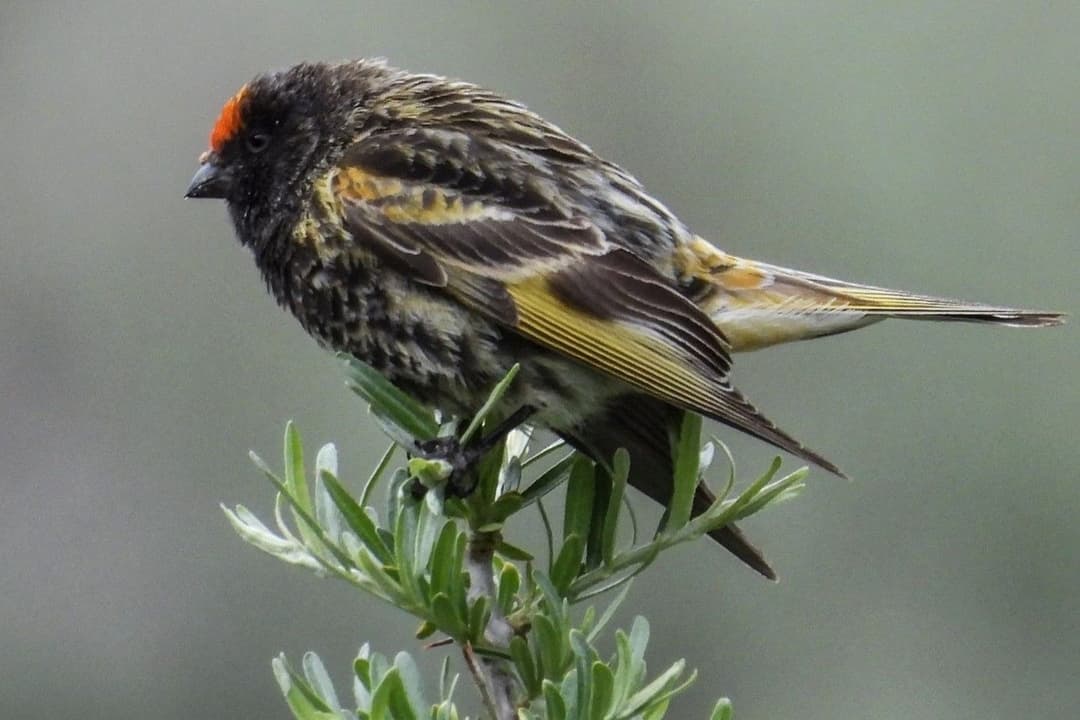 Fire-fronted Serin.jpg