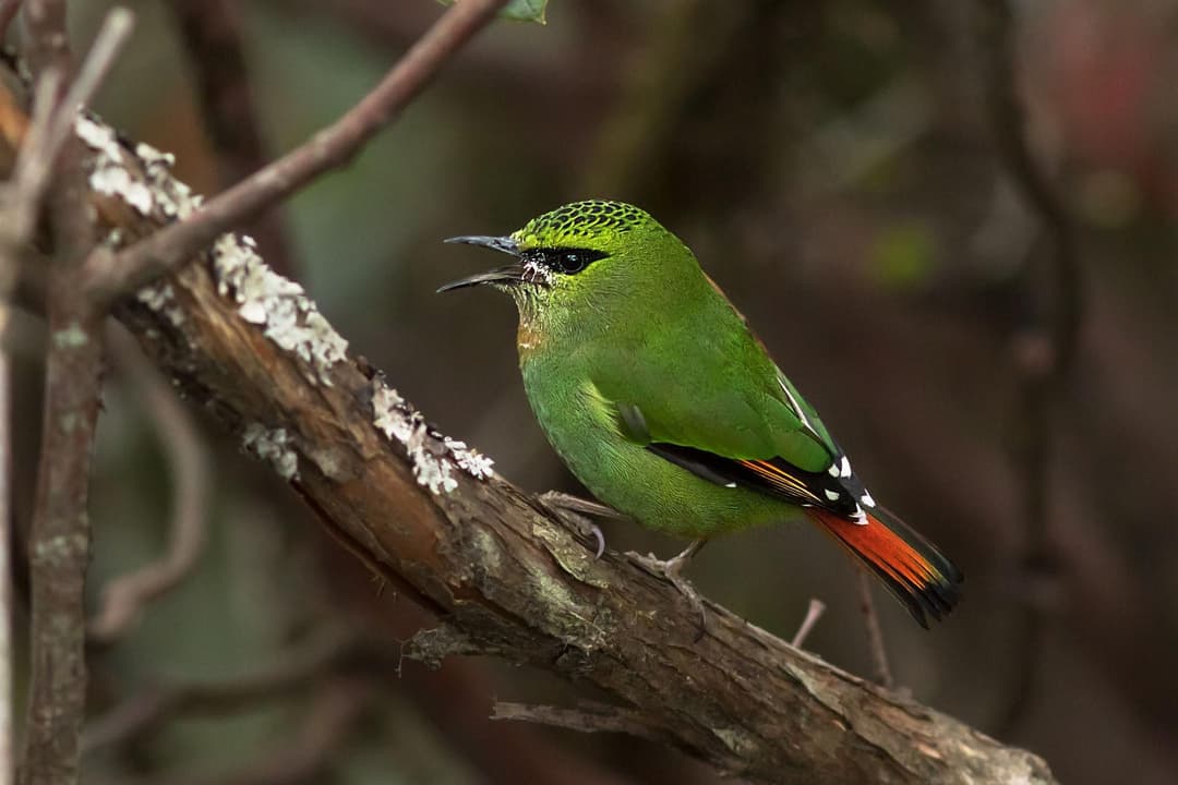 Fire-tailed Myzornis.jpg
