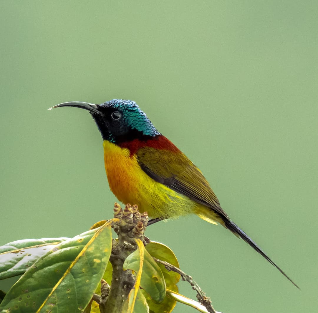 Fire-tailed Sunbird.jpg