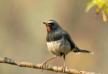 Frame 1171277111 (2).png