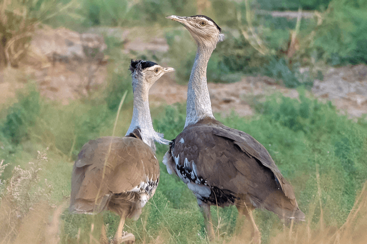 Great Indian Bustard 01.png