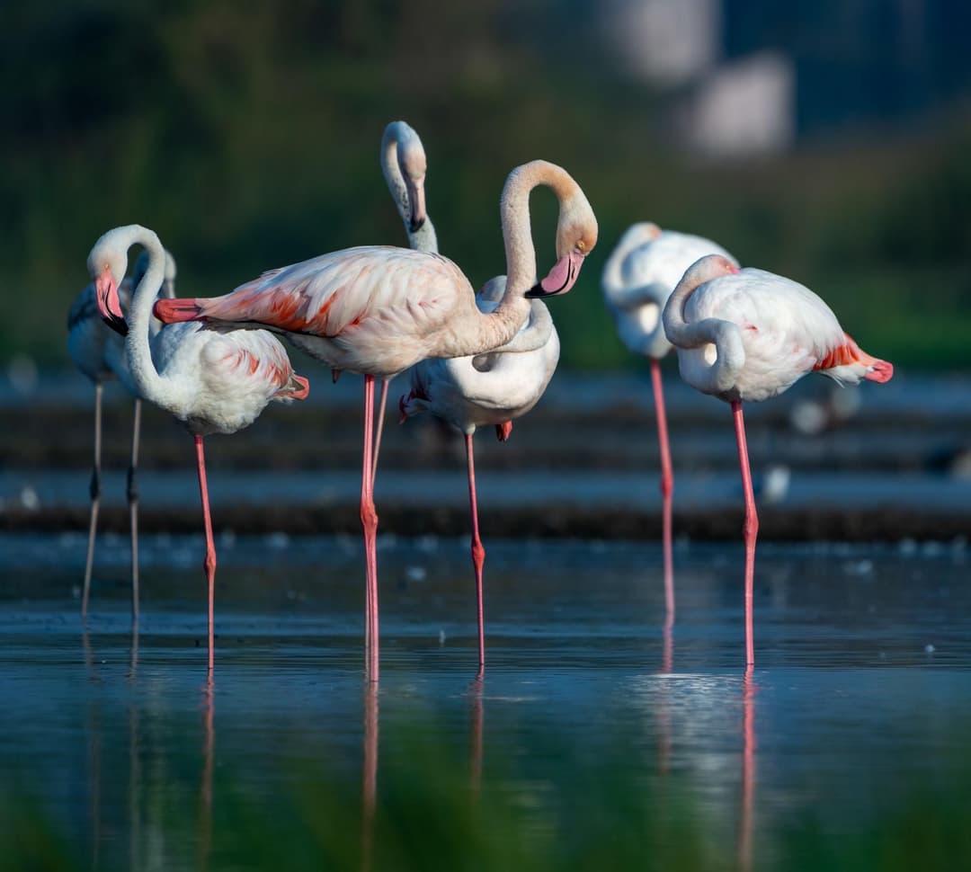 Greater Flamingo.jpg
