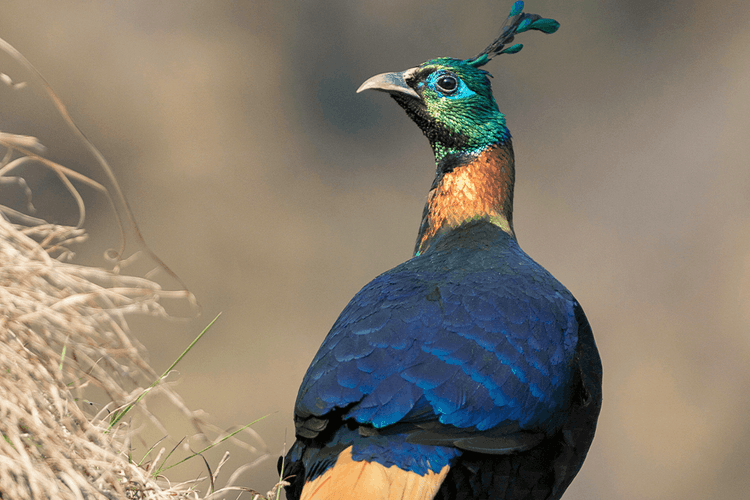 Himalayan Monal 02.png