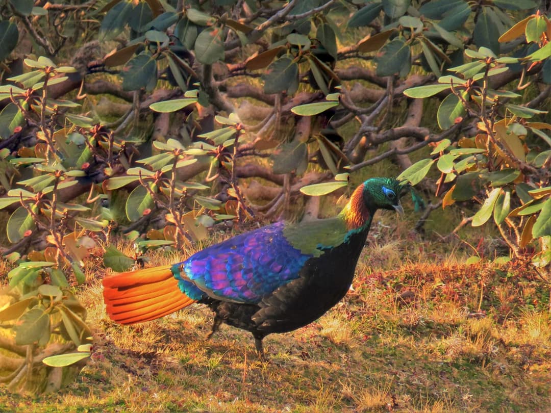 Himalayan Monal.jpg