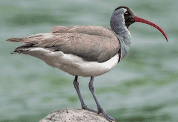 Ibisbill.png