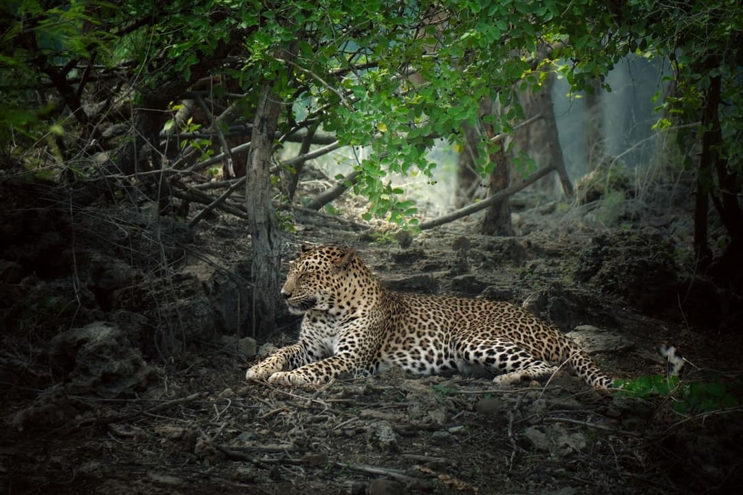 Indian Leopard.jpg