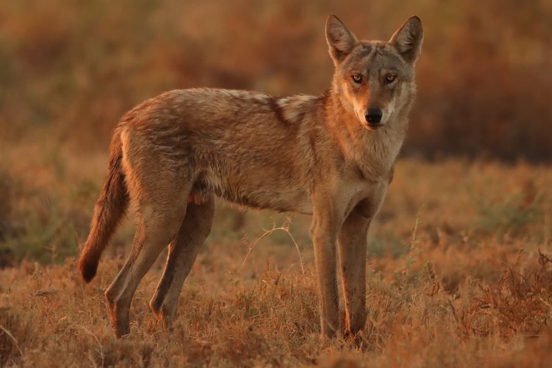 Indian Wolf 02.JPG