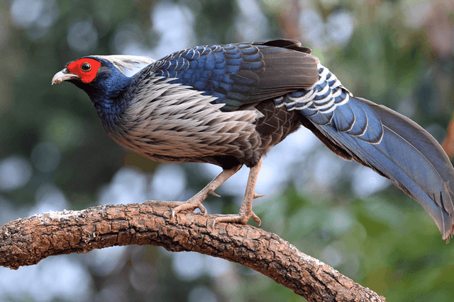 Kalij Pheasant.png