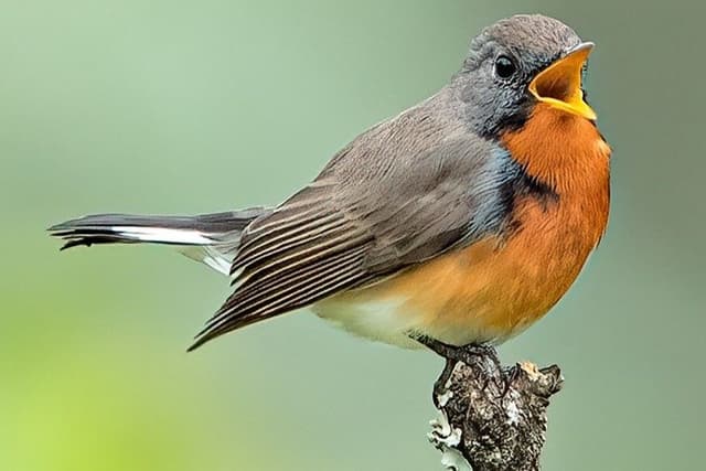 Kashmir Flycatcher 01.jpg