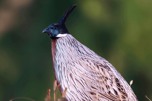 Koklass Pheasant.png