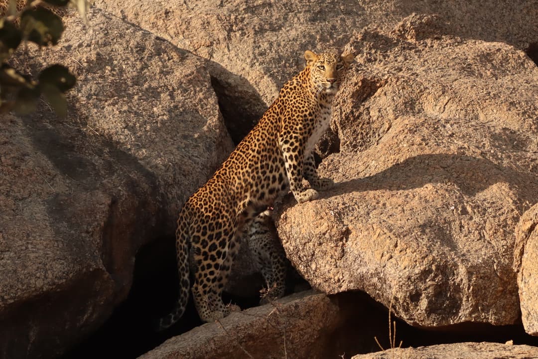 Leopard 04.JPG