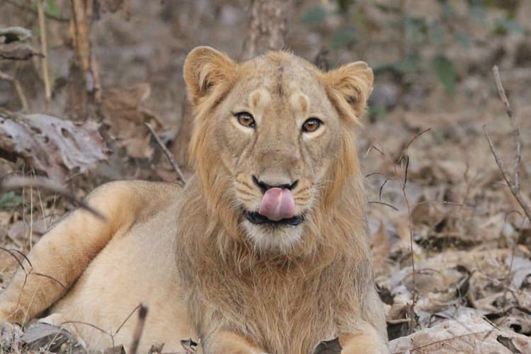 Lion 07.JPG