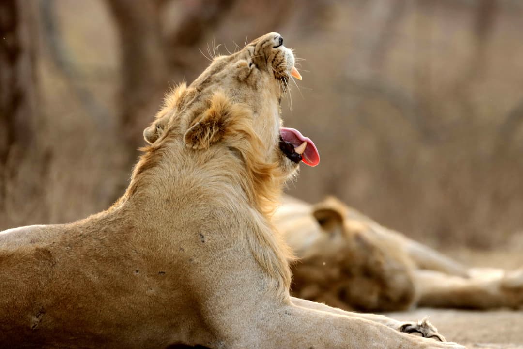 Lion 10.jpg