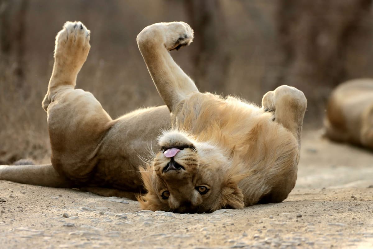 Lion 11.jpg