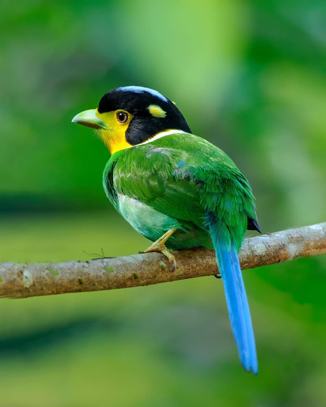 Long-tailed Broadbill.jpg
