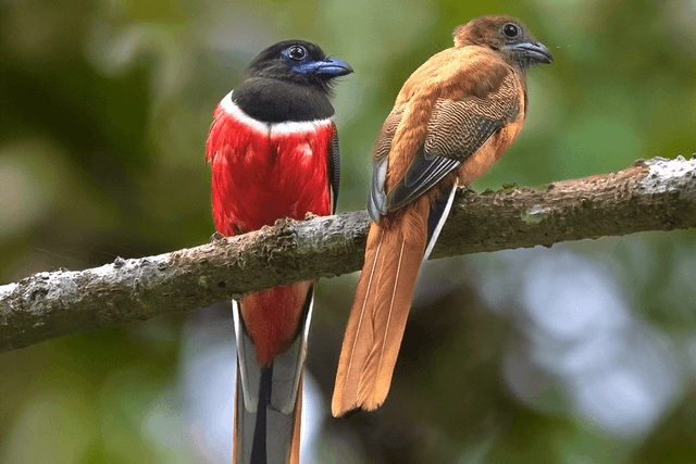 Malabar Trogon 01.png