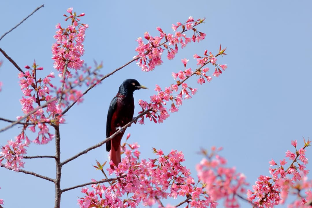 Maroon Oriole.jpg
