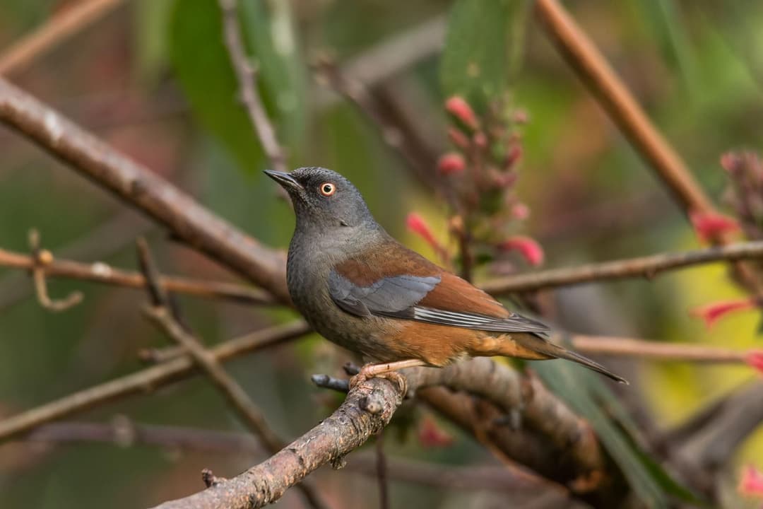 Maroon-backed Accentor.jpg