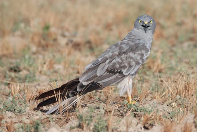Montagu's Harrier 01.JPG