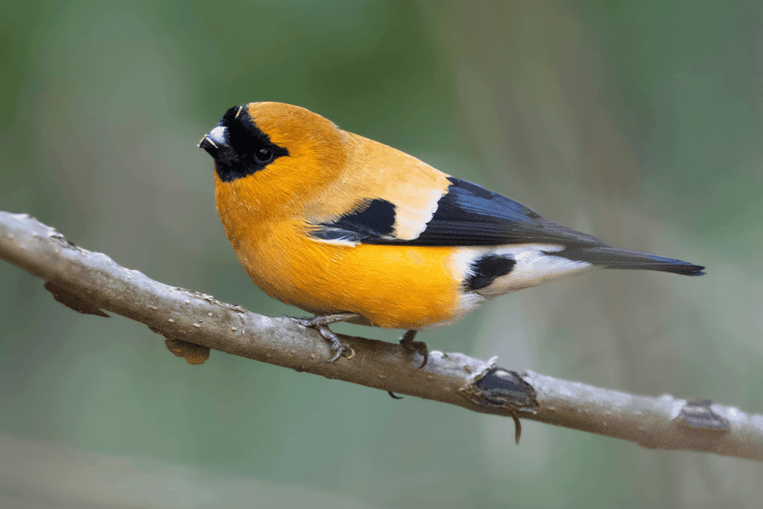 Orange Bullfinch 01.png