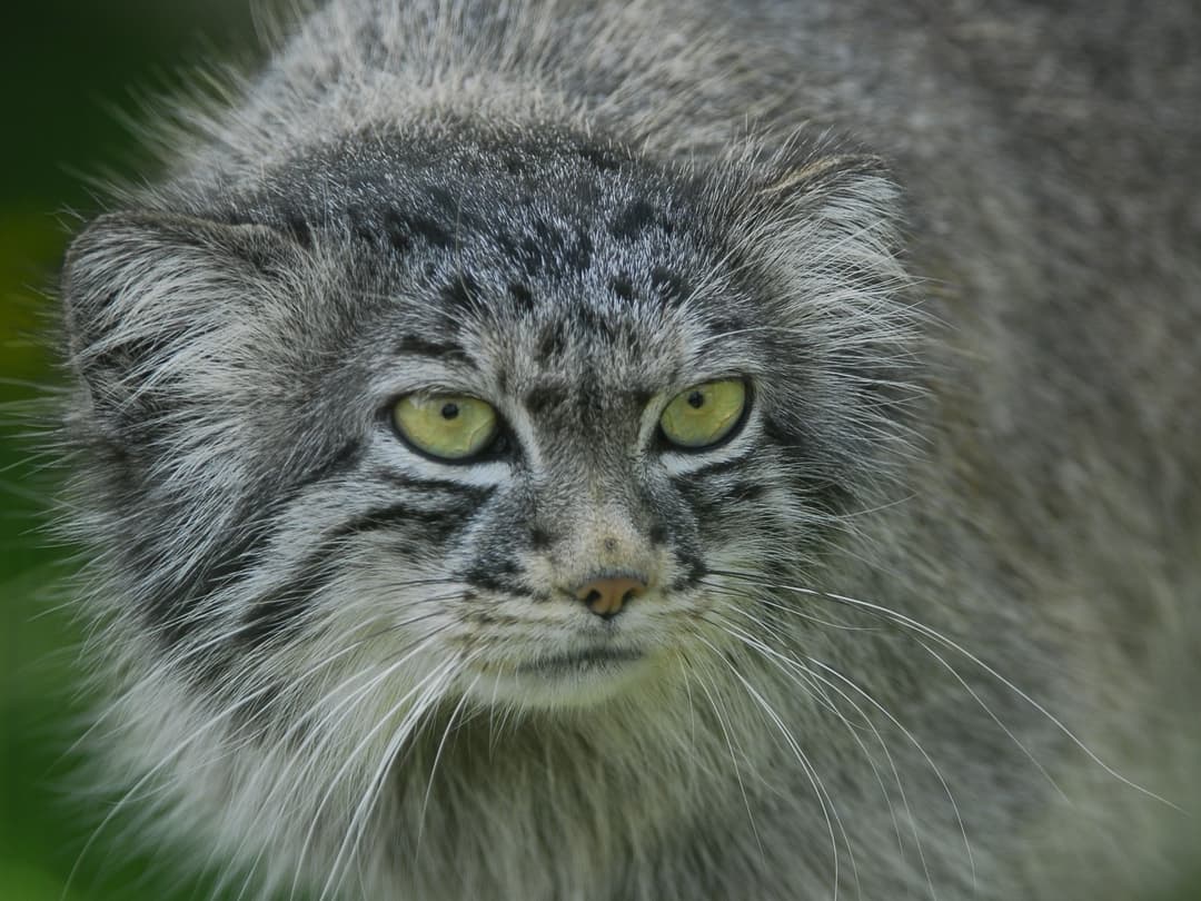 Pallas_Cat.jpeg