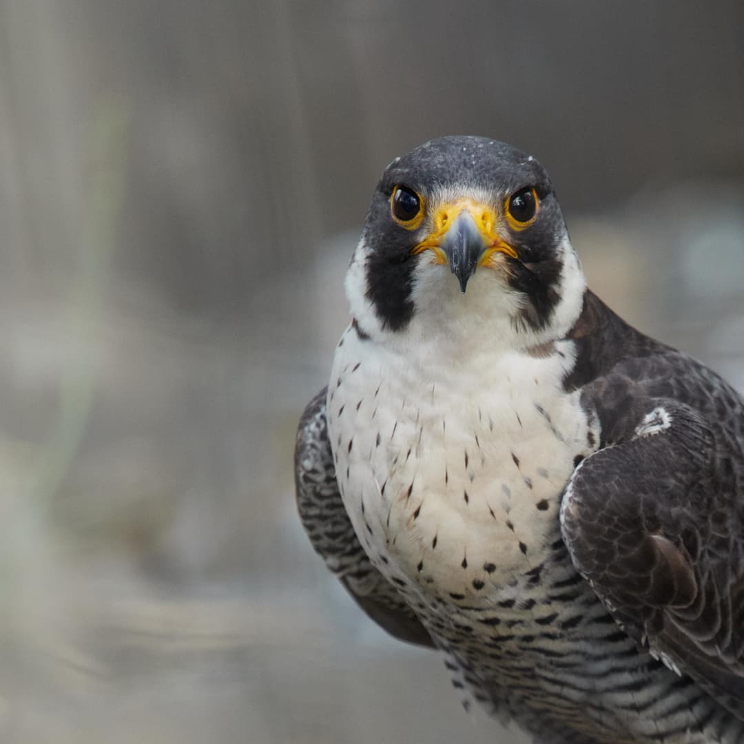 Peregrine Falcon.jpg