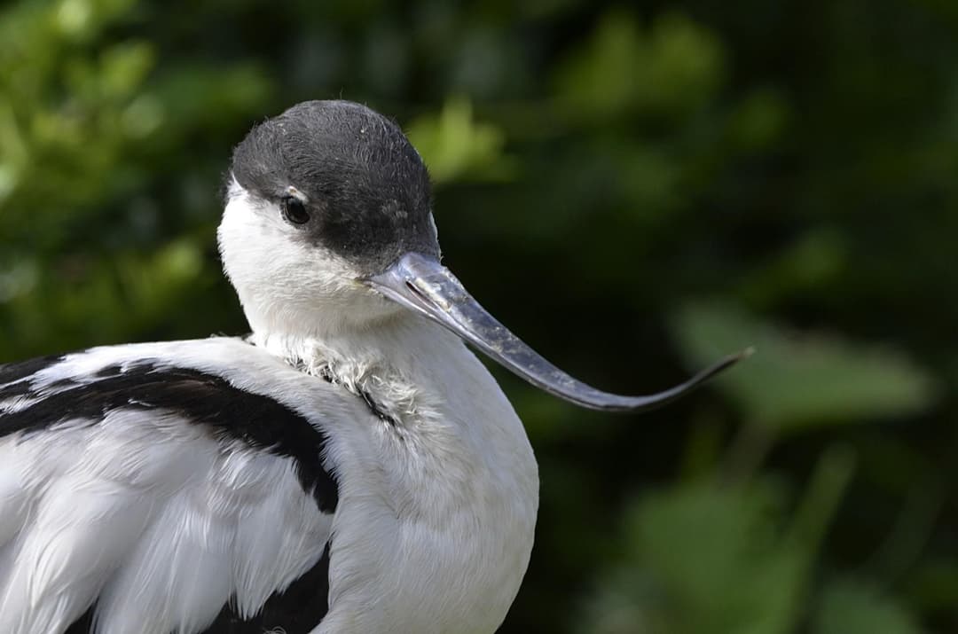 Pied Avocet.jpg