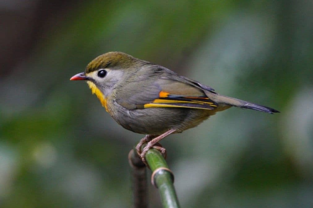 Red-billed Leiothrix.jpeg