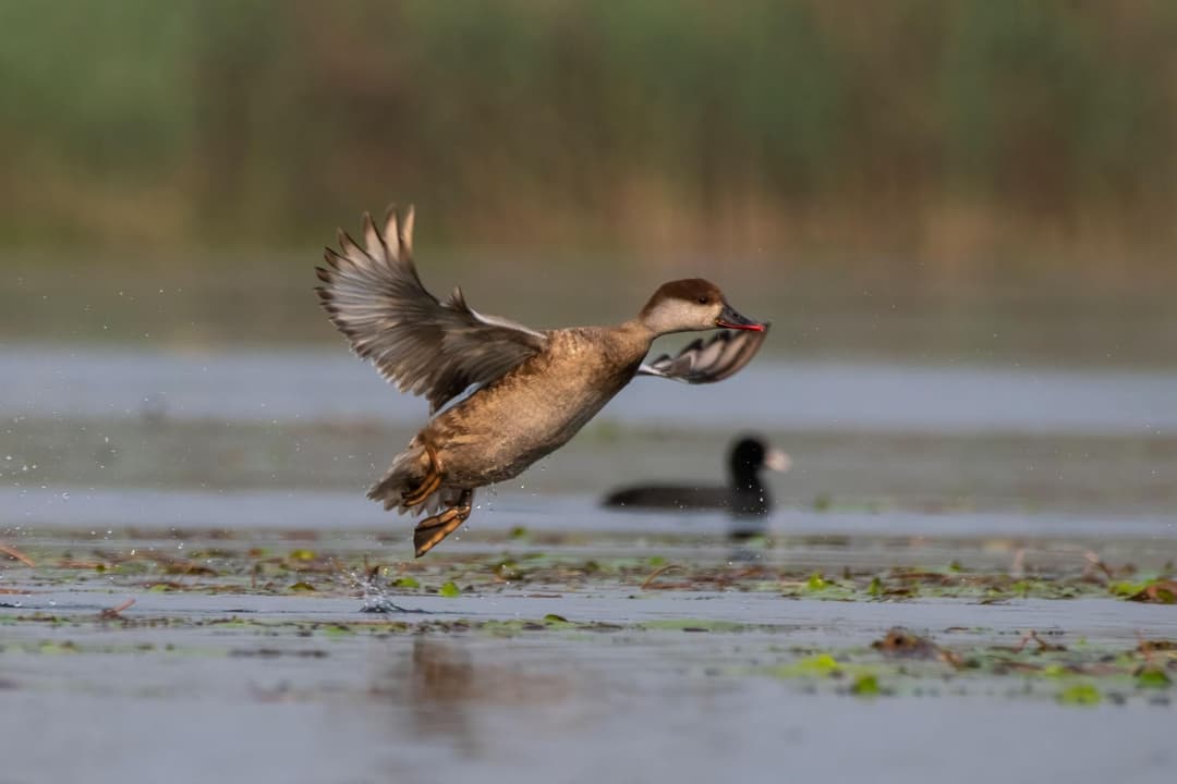 Red-crested Pochard.jpg