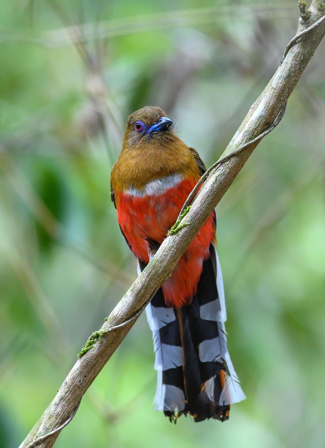 Red-headed Trogon.jpg