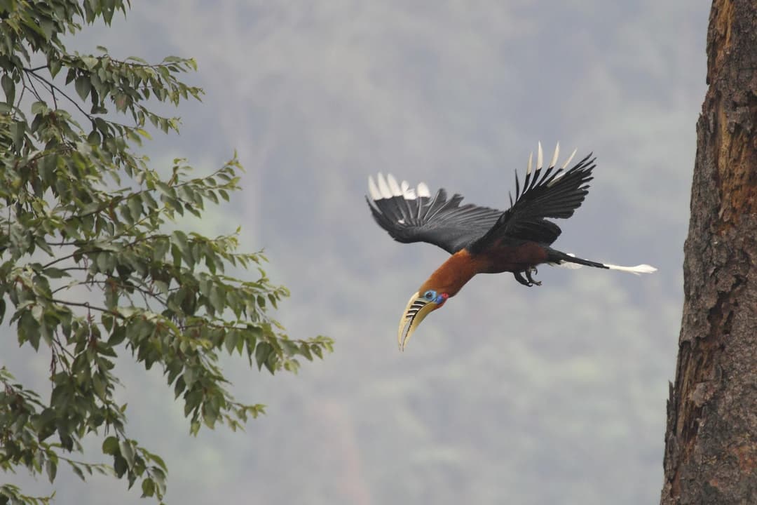 Rufous-necked Hornbill.jpg