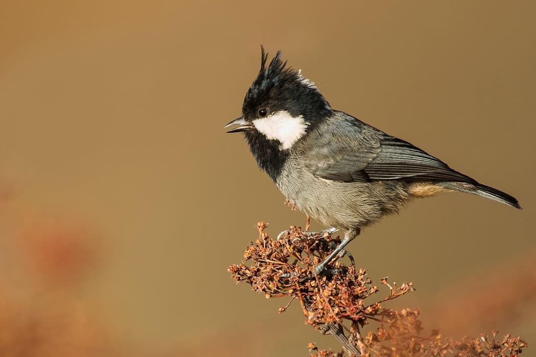 Rufous-vented Tit.jpg