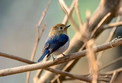 Sapphire Flycatcher.jpg