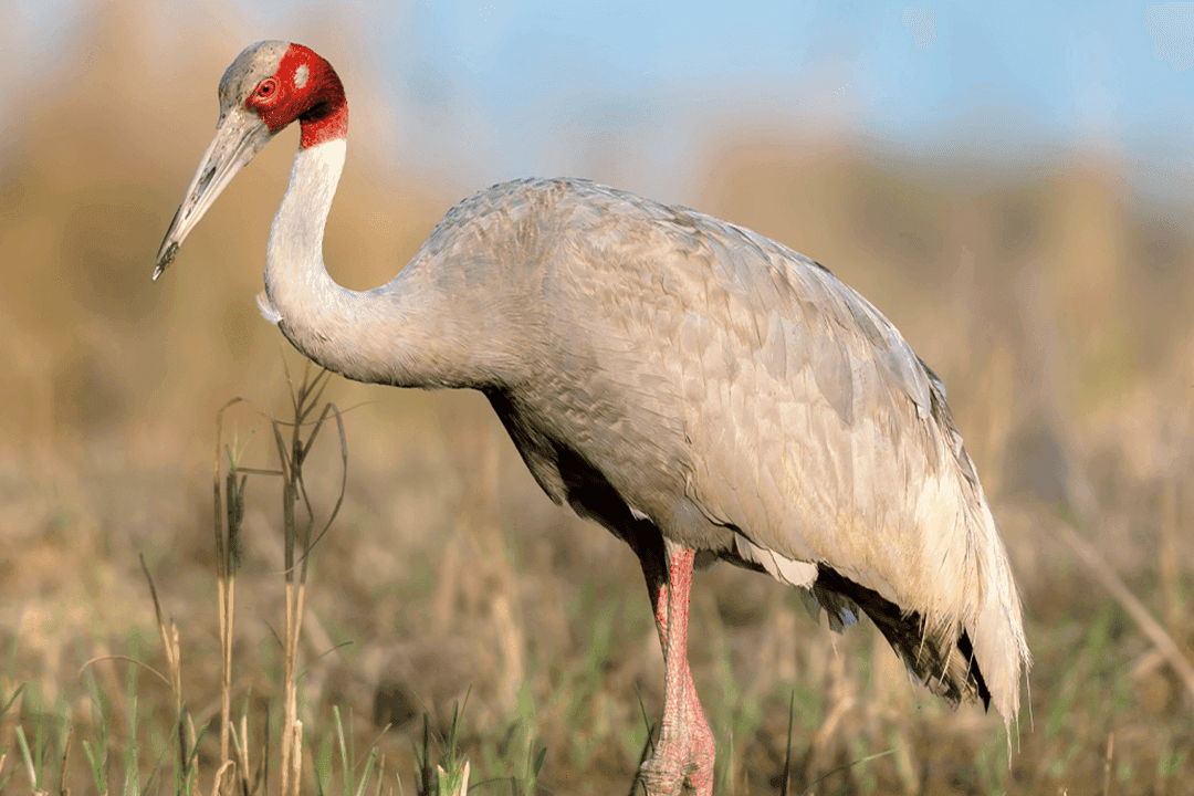 Sarus Crane.png